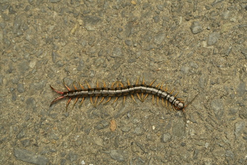 Photo of Mukade (Scolopendra japonica)