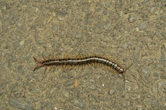 Scolopendra japonica
