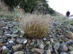Carex litorosa