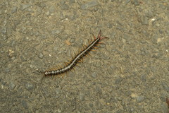 Scolopendra japonica