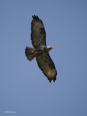 Buteo oreophilus