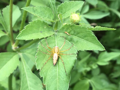 Oxyopes