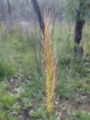 Dichelachne micrantha