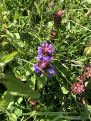 Prunella vulgaris