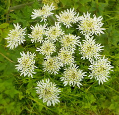 Tordylieae