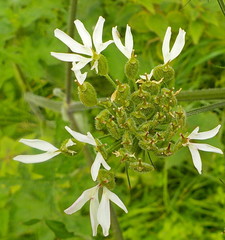 Tordylieae