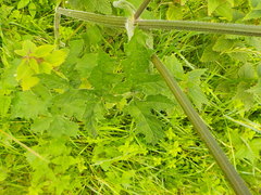 Tordylieae