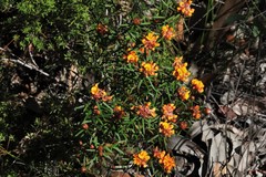 Pultenaea robusta