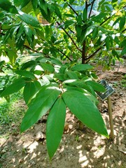Hopea odorata