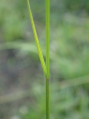 Dichelachne micrantha