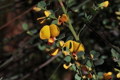 Bossiaea rhombifolia
