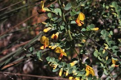 Bossiaea rhombifolia