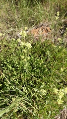 Fagopyrum esculentum