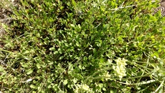 Fagopyrum esculentum