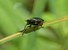 Coremacera marginata