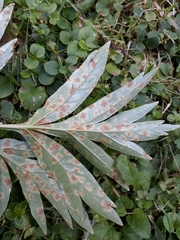 Cronartium flaccidum