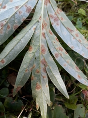 Cronartium flaccidum