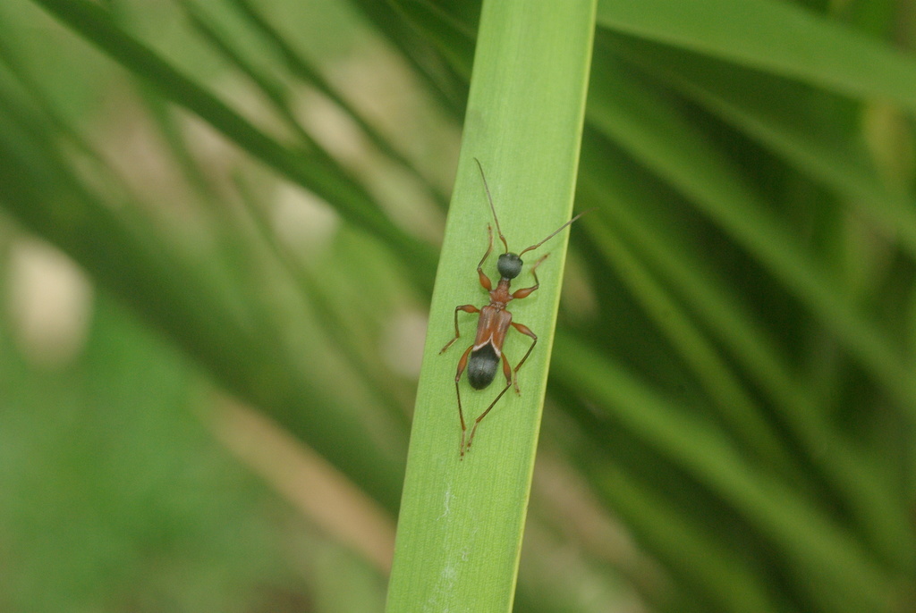 Pseudocephalus