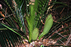 Macrozamia pauli-guilielmi