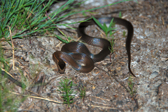 Cacophis squamulosus
