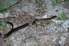 Cacophis squamulosus