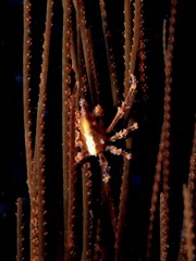 Xenocarcinus conicus