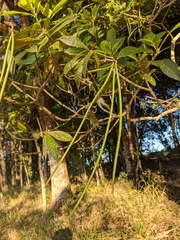 Alstonia muelleriana