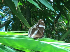 Hypolimnas bolina