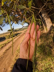 Alstonia muelleriana