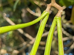 Alstonia muelleriana