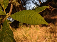 Alstonia muelleriana