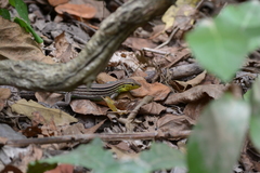 Cnemidophorus gaigei