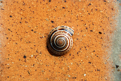 Architectonica