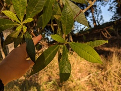 Alstonia muelleriana