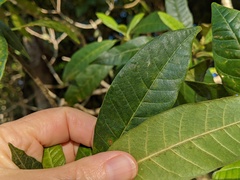 Alstonia muelleriana