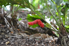 Anthurium schlechtendalii