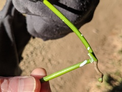 Alstonia muelleriana