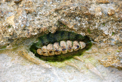 Acanthopleura