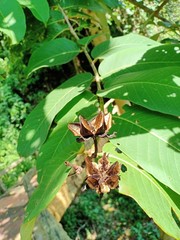 Lagerstroemia speciosa