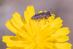 Acmaeoderella adspersula