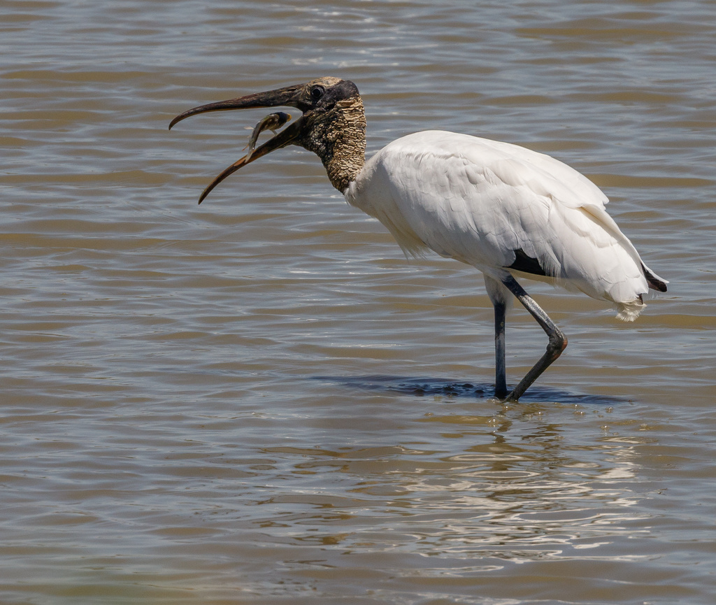 Wood Stork
