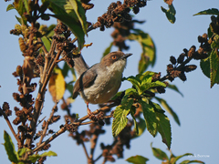 Apalis alticola
