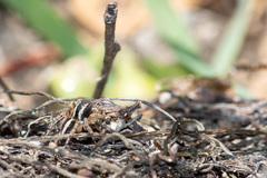 Aelurillus luctuosus