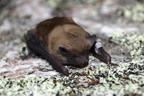 Common Noctule