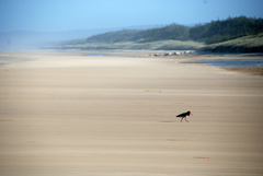 Haematopus longirostris