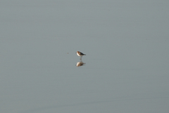 Charadrius ruficapillus