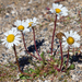 Arctic Daisy - Photo (c) Samuel Brinker, some rights reserved (CC BY-NC), uploaded by Samuel Brinker