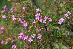 Boronia rivularis