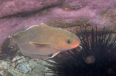 Lotella rhacina