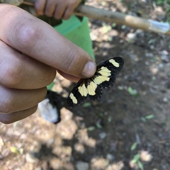 Acraea cabira
